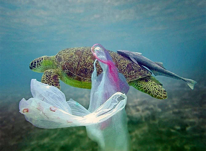  Eco the Turtle leading friends in cleaning the ocean